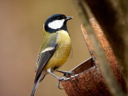 Photo for A close-up of a Great Tit (Parus major) on a blurry background - Royalty Free Image