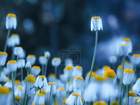Eine Nahaufnahme wunderschöner Kamillenblüten auf verschwommenem, blauem Hintergrund