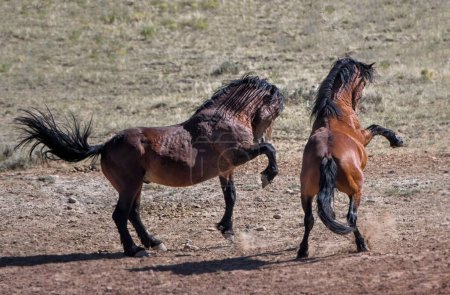 Téléchargez les photos : Deux chevaux sauvages jouent et sautent à McCullough Peaks Area à Cody, Wyoming avec un ciel bleu - en image libre de droit