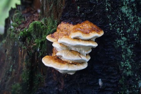 Photo for A closeup shot of fungus - Royalty Free Image