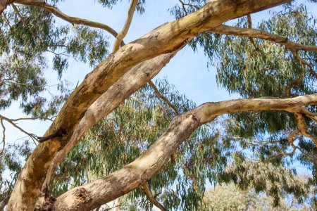 Téléchargez les photos : Un plan à angle bas de belles branches d'eucalyptus - en image libre de droit