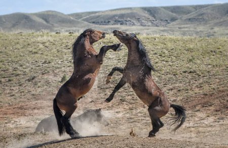 Téléchargez les photos : Deux chevaux sauvages debout et étreignant dans McCullough Peaks Area à Cody, Wyoming avec un ciel bleu - en image libre de droit