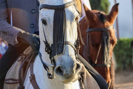 Foto de Un primer plano de los caballos en la Feria Nacional del Caballo 2022 en Golega, Portugal. - Imagen libre de derechos