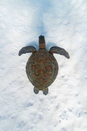 Foto de Una tortuga verde (Chelonia mydas) bajo el océano - Imagen libre de derechos