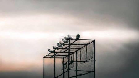 Téléchargez les photos : Un troupeau de pigeons, debout sur une cage faite pour garder les pigeons pour un passe-temps, avec des nuages orageux en arrière-plan - en image libre de droit