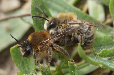 A close seup of Colletes cunicularius bees in copulation