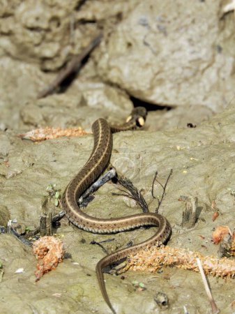 Foto de Un disparo vertical de una serpiente liguero oriental arrastrándose por el suelo - Imagen libre de derechos