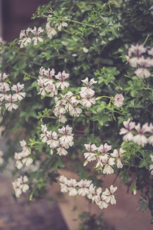 Téléchargez les photos : Un plan vertical de géraniums en cascade fleurissant dans le jardin - en image libre de droit