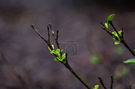 Photo for A closeup shot of green leaves sprouting on branches in a garden - Royalty Free Image