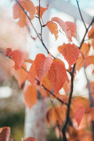 Téléchargez les photos : Un beau fond automnal de feuilles rouges - en image libre de droit