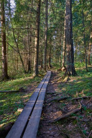 Foto de Un sendero forestal rodeado de árboles densos - Imagen libre de derechos