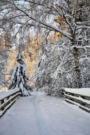 Foto de Un disparo vertical de una pasarela de madera cubierta de nieve en un bosque durante el invierno - Imagen libre de derechos