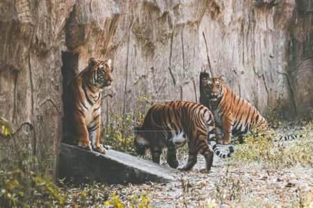 Foto de Un hermoso tiro de tigres reales de Bengala capturados en la selva - Imagen libre de derechos