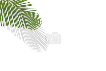 Photo for A tropical palm leaf isolated on a white background with shadow and copy space, a minimalistic summer concept - Royalty Free Image