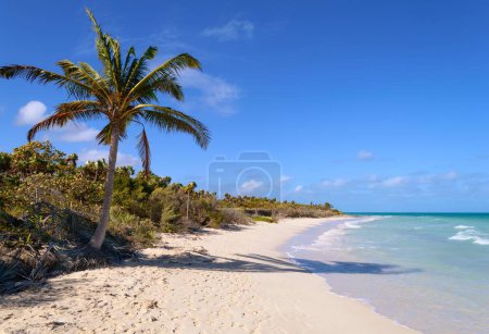 Photo for Palm tree on beautiful Cuban beach - Royalty Free Image