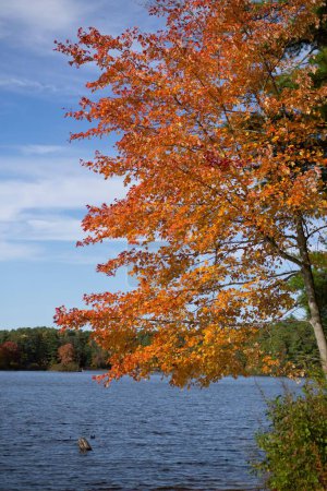 Foto de Un disparo vertical de un árbol de otoño con hojas anaranjadas cerca de un lago sobre un fondo azul del cielo - Imagen libre de derechos