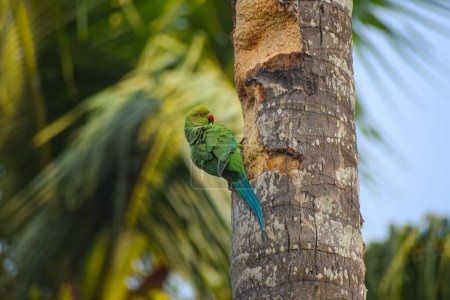 Téléchargez les photos : Une perruche verte sur un arbre. - en image libre de droit
