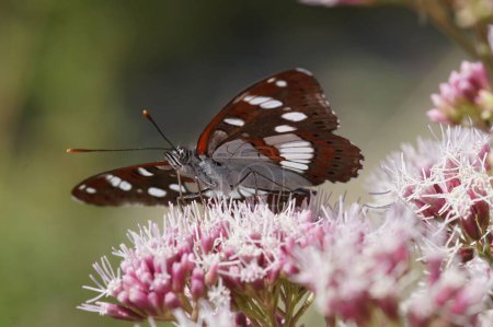 Photo for A southern white admiral (Limenitis reducta) perched on a flower - Royalty Free Image