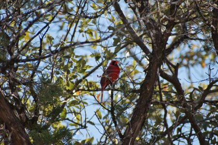 Téléchargez les photos : Un cardinal rouge perché sur une branche d'arbre - en image libre de droit