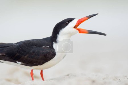 A black skimmer calling out on a sandy beach on the blurry background of the blue sky