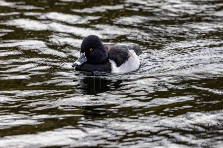 Foto de Un pato de cuello anular nadando en el agua brillante del estanque - Imagen libre de derechos