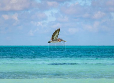 Foto de Pelícano cubano sobrevolando el agua azul aguamarina. - Imagen libre de derechos