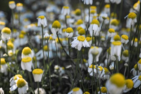 Photo for A selective focus of beautiful Chamomile flowers in a field - Royalty Free Image