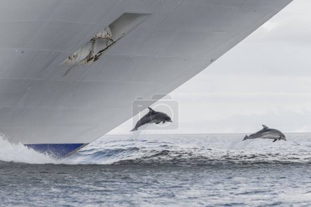 Téléchargez les photos : La vue de deux dauphins Bottlenose sautant par le navire - en image libre de droit