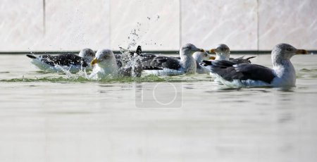 Foto de Un primer plano de un grupo de gaviotas flotando en la superficie del agua. - Imagen libre de derechos