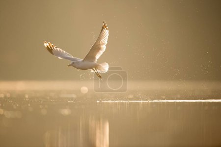 Téléchargez les photos : Un Goéland à bec cerclé s'échappe de l'eau avec une éclaboussure alors qu'il brille au soleil matinal sur de l'eau calme - en image libre de droit