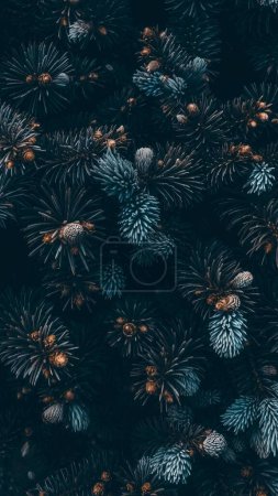 Photo for A vertical background of pine tree branches-New Year concept - Royalty Free Image