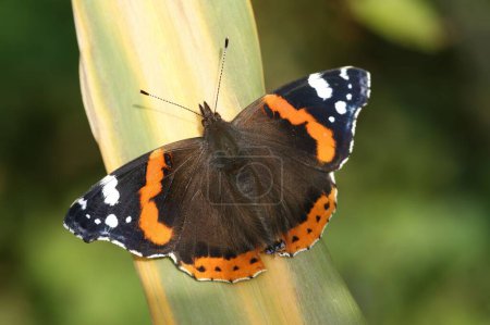 Foto de Un primer plano de una mariposa Vanessa atalanta sentada en una planta - Imagen libre de derechos