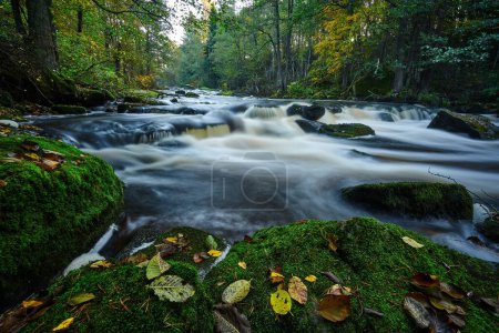 Téléchargez les photos : Vue à grand angle d'une rivière qui coule dans une forêt - en image libre de droit