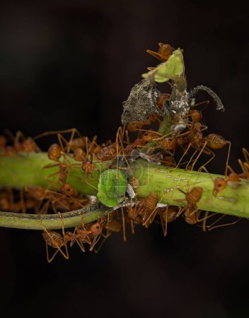 Téléchargez les photos : Un plan macro d'une colonie de fourmis rouges sur une tige verte, gardant leur nid, le concept d'un travail d'équipe - en image libre de droit
