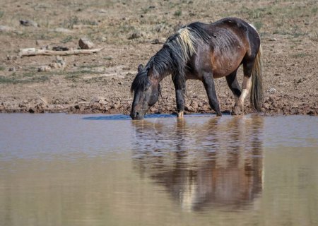 Téléchargez les photos : Un cheval moelleux de Mustang buvant de l'eau d'étang dans la région de McCullough Peaks à Cody, Wyoming - en image libre de droit