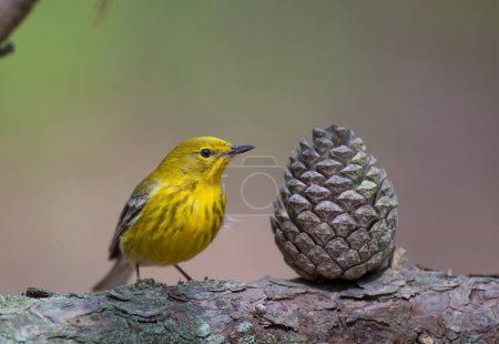 A small yellow pine warbler perched near a pine cone