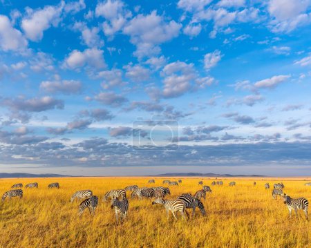 Photo for A closeup shot of a herd of zebras eating grass in the golden field under the cloudy blue sky - Royalty Free Image