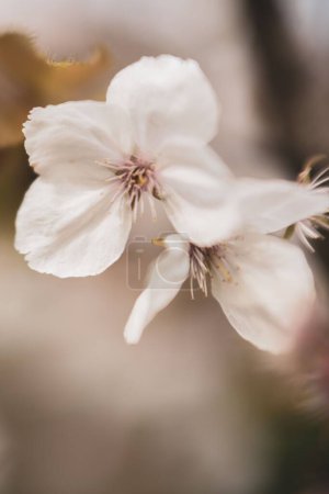Foto de Una macro toma de flores de flor de cerezo sobre un fondo borroso. Ideal para el fondo de pantalla - Imagen libre de derechos
