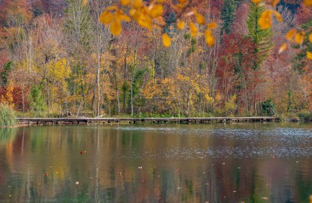 Photo for A beautiful landscape of the autumn forest at the shore of a lake - Royalty Free Image