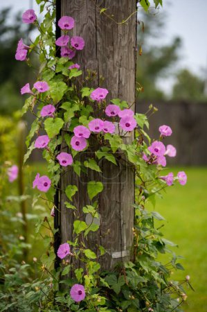 Foto de Un disparo vertical de las flores de ipomoea cordatotriloba rosa en el poste de madera - Imagen libre de derechos