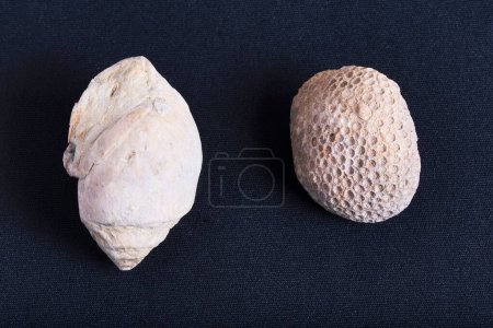 Photo for A closeup shot of Marine fossils of snail and coral isolated on a black background - Royalty Free Image