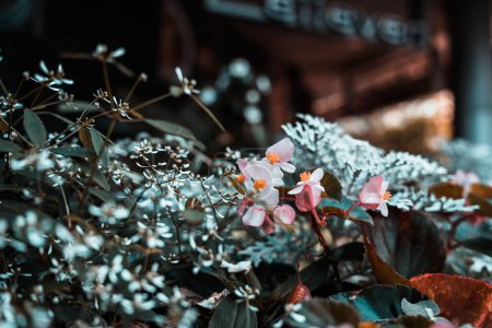 Téléchargez les photos : Un gros plan de bouquet de Begonia obliqua à l'intérieur, des lumières sur fond flou - en image libre de droit