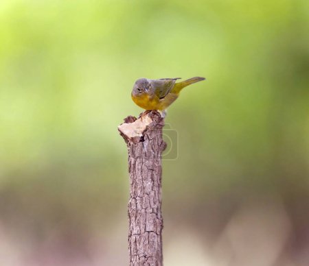 Photo for A selective focus shot of a nashville warbler bird perched on a wooden branch - Royalty Free Image