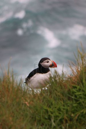 Photo for A cute Atlantic puffin standing on grass plants with gray sky in the background, vertical shot - Royalty Free Image