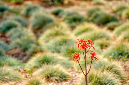 Photo for A selective focus shot of beautiful blooming Jatropha podagrica flowers on grassy meadow on sunny day - Royalty Free Image
