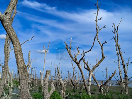 Téléchargez les photos : Une vue paysage des arbres à feuilles caduques sans feuilles contre un ciel bleu - en image libre de droit