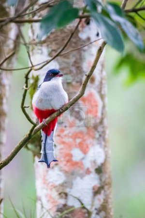 Foto de Un foco superficial de ave trogona cubana posada en un árbol de ramitas, tiro vertical - Imagen libre de derechos
