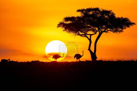 Photo for A breathtaking scenery of silhouettes of ostriches next to a tree against a dramatic golden sunset - Royalty Free Image