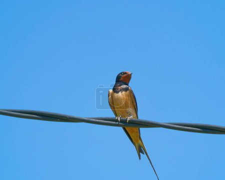 Photo for A closeup shot of a Barn swallow perched on a wire - Royalty Free Image