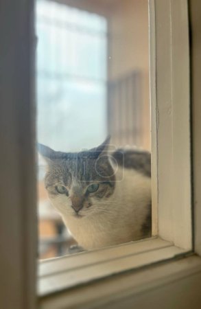 Photo for A vertical shot of a cute white and brown cat looking at a camera through a window - Royalty Free Image